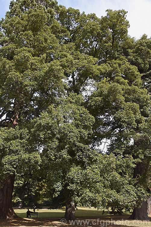 Himalayan White Oak or Blackjack Oak (<i>Quercus leucotrichophora</i>), a 10-24m high evergreen tree native to the Himalayan region. Order: Fagales, Family: Fagaceae