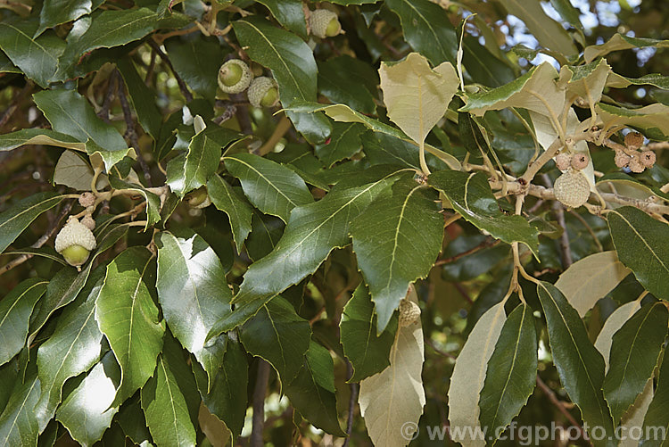 The summer foliage and maturing acorns of the Himalayan White Oak or Blackjack Oak (<i>Quercus leucotrichophora</i>), a 10-24m high evergreen tree native to the Himalayan region. Order: Fagales, Family: Fagaceae