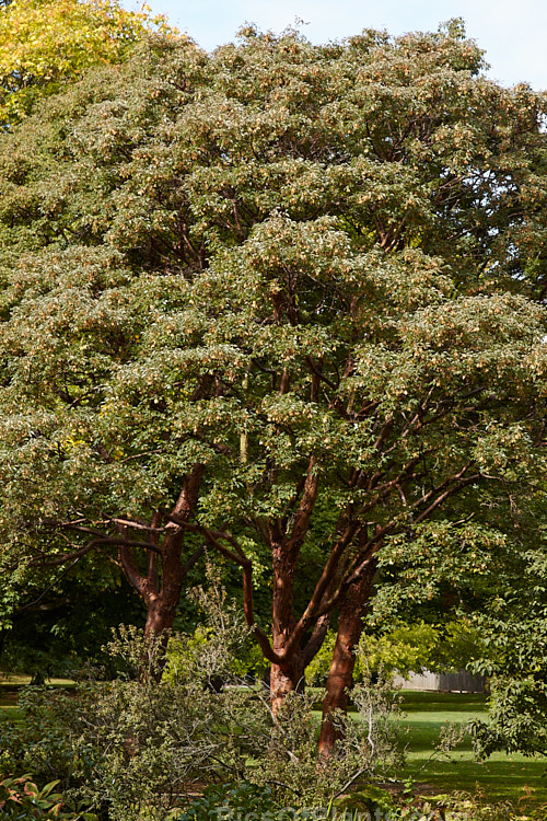 Paperbark Maple (<i>Acer griseum</i>) in autumn, with mature samara (sycamores</i>) but before the foliage reddens noticeably. This 6-12m tall tree comes from central China. Its foliage does not always colour reliably in autumn but usually develops splashes of purple-red. Order Sapindales, Family: Sapindaceae