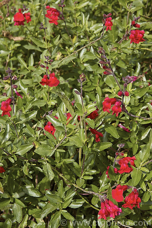 Autumn Sage (<i>Salvia greggii</i>), a 35-50cm tall, summer- to autumn-flowering perennial or subshrub native to Texas and nearby parts of Mexico. The species usually has intensely red flowers, less commonly purple or pink, but cultivars are also available in soft yellow to apricot shades. Order: Lamiales, Family: Lamiaceae