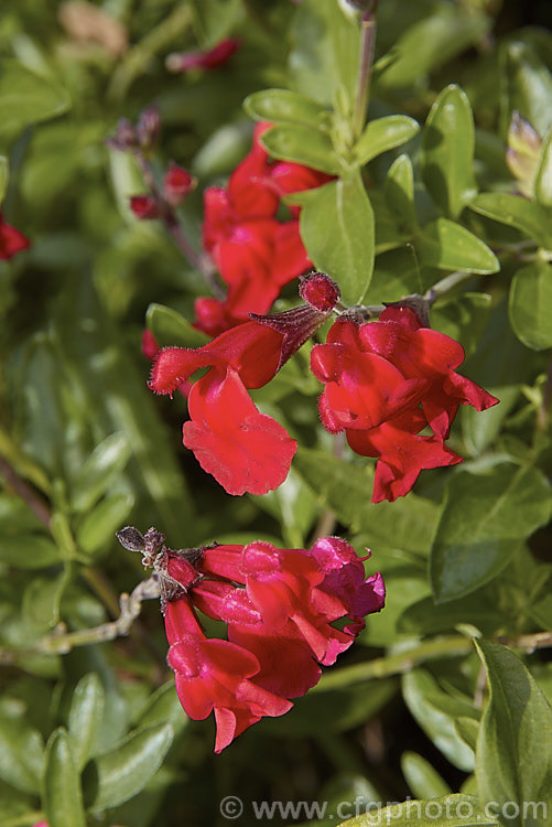 Autumn Sage (<i>Salvia greggii</i>), a 35-50cm tall, summer- to autumn-flowering perennial or subshrub native to Texas and nearby parts of Mexico. The species usually has intensely red flowers, less commonly purple or pink, but cultivars are also available in soft yellow to apricot shades. Order: Lamiales, Family: Lamiaceae