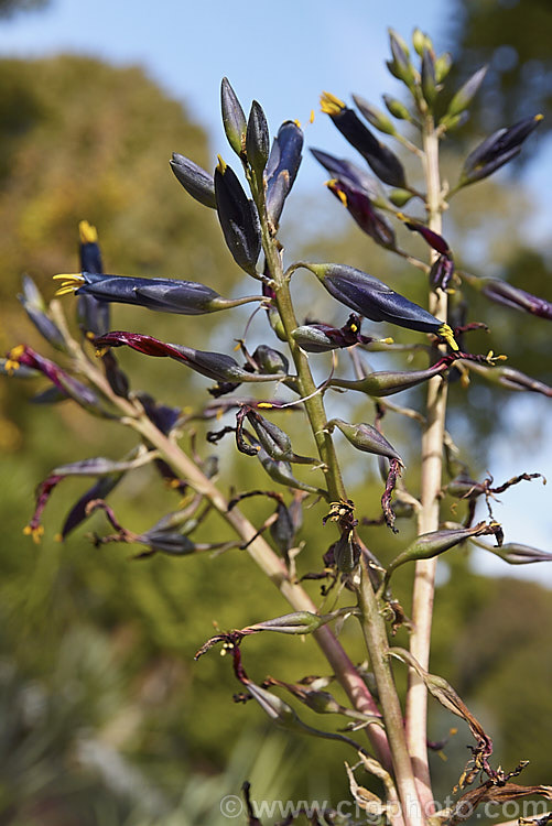 Puya coerulea var. violacea (syn. P c var. coerulea</i>), a natural variety of a terrestrial bromeliad native to Chile. Violacea has darker flowers than the species and they are more widely spaced on a flower stem that lacks the pink colouration of the species