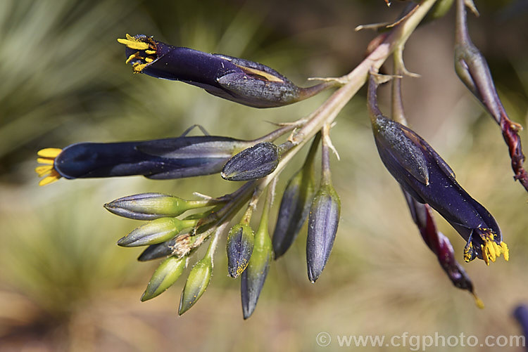 Puya coerulea var. violacea (syn. P c var. coerulea</i>), a natural variety of a terrestrial bromeliad native to Chile. Violacea has darker flowers than the species and they are more widely spaced on a flower stem that lacks the pink colouration of the species