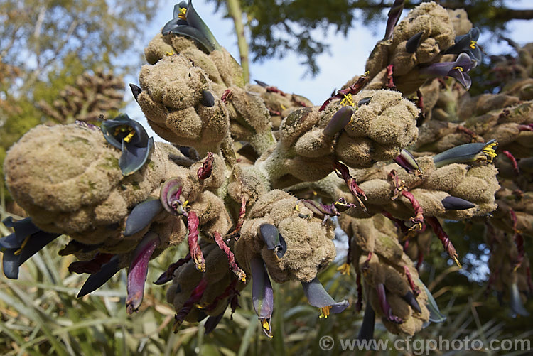 The downy flowerhead of Puya glomerifera, a late summer- to autumn-flowering terrestrial bromeliad native to Ecuador, where it is found in dry shrub-land at fairly high altitudes. Its flower stems are around 3m tall