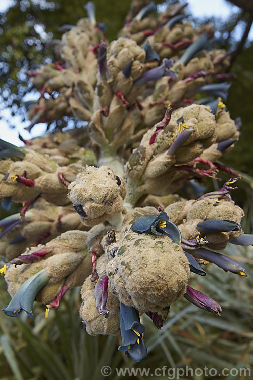 The downy flowerhead of Puya glomerifera, a late summer- to autumn-flowering terrestrial bromeliad native to Ecuador, where it is found in dry shrub-land at fairly high altitudes. Its flower stems are around 3m tall