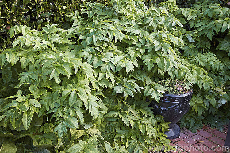 Alexanders, Black Lovage or Horse Parsley (<i>Smyrnium olusatrum</i>), an umbelliferous perennial native to western and southern Europe. It grows to 15m high. A herb, it has a strong celery flavour.
