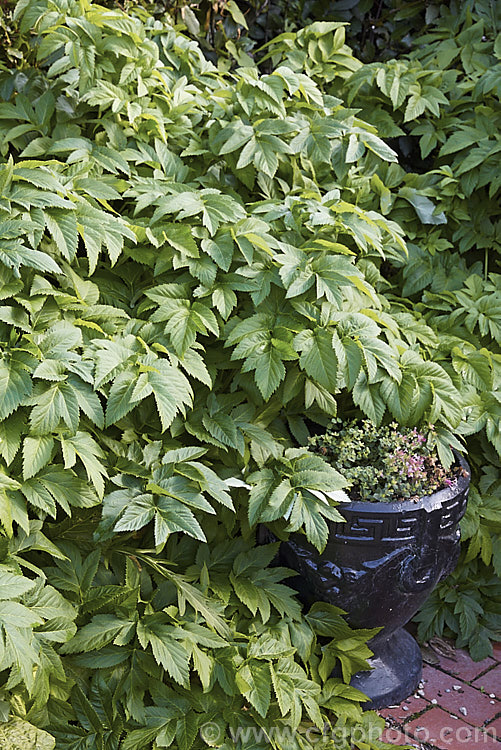 Alexanders, Black Lovage or Horse Parsley (<i>Smyrnium olusatrum</i>), an umbelliferous perennial native to western and southern Europe. It grows to 15m high. A herb, it has a strong celery flavour.