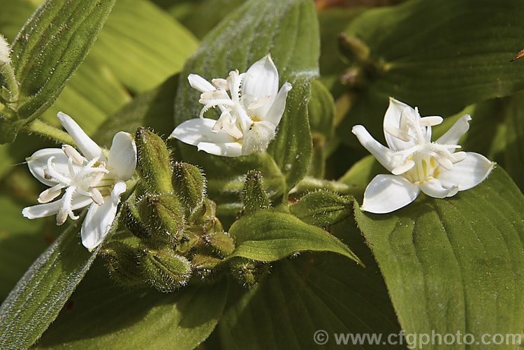 Tricyrtis hirta 'White Towers', a white-flowered cultivar of the toad lily, an autumn-flowering Japanese herbaceous perennial that forms a large, spreading clump 'White Towers' has arching stems to around 60cm high and its flowers are pure white, other than a small yellow basal blotch, while the other common white-flowered cultivar 'Alba' has an overall very pale green cast 'White Towers' has flower for a considerable distance down the stem. tricyrtis-2303htm'>Tricyrtis. <a href='liliaceae-plant-family-photoshtml'>Liliaceae</a>.