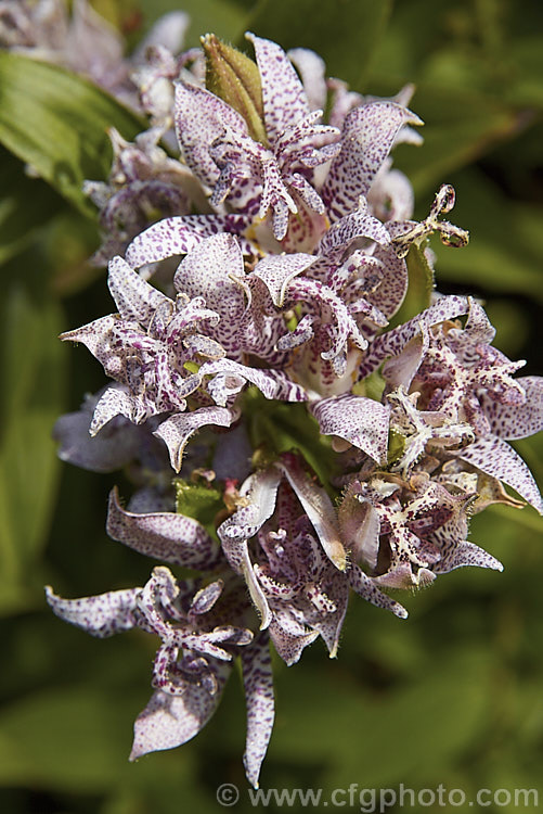 Toad. Lily (<i>Tricyrtis hirta</i>), an autumn-flowering Japanese herbaceous perennial that forms a large, spreading clump around 80cm high. tricyrtis-2303htm'>Tricyrtis. <a href='liliaceae-plant-family-photoshtml'>Liliaceae</a>.