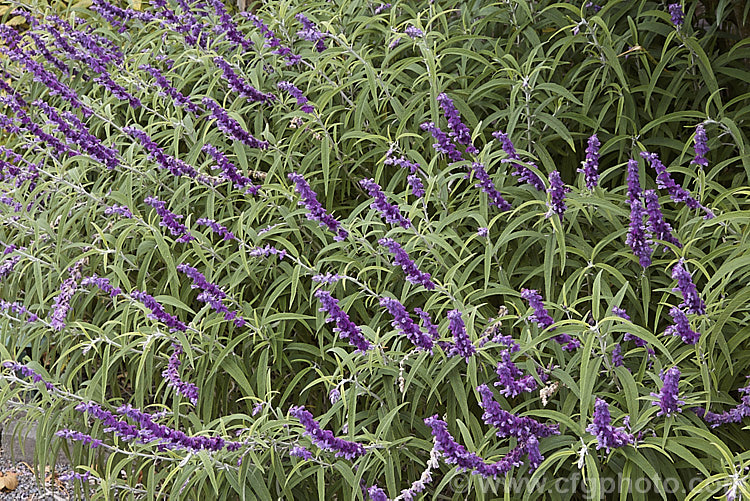 Mexican Bush Sage (<i>Salvia leucantha</i>), a long-flowering herbaceous perennial or evergreen small shrub that grows to about 12m tall and twice as wide. It is native to central and eastern Mexico. Order: Lamiales, Family: Lamiaceae