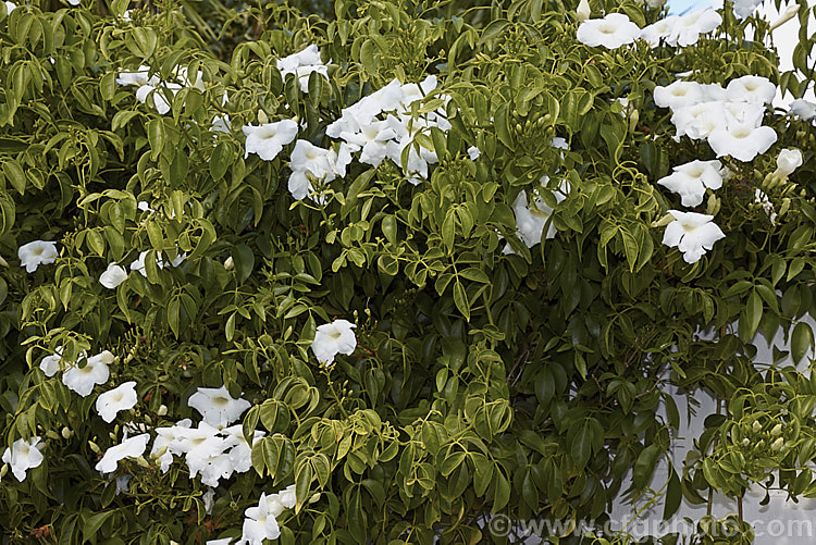 Pandorea jasminoides 'Lady Di', a white-flowered cultivar of a normally pink-flowered summer-blooming evergreen climber native to eastern Australia. The flower of 'Lady Di' has a cream throat, which is a minor point of difference between it and the pure white-flowered cultivar, 'Alba'. pandorea-2295htm'>Pandorea. <a href='bignoniaceae-plant-family-photoshtml'>Bignoniaceae</a>.
