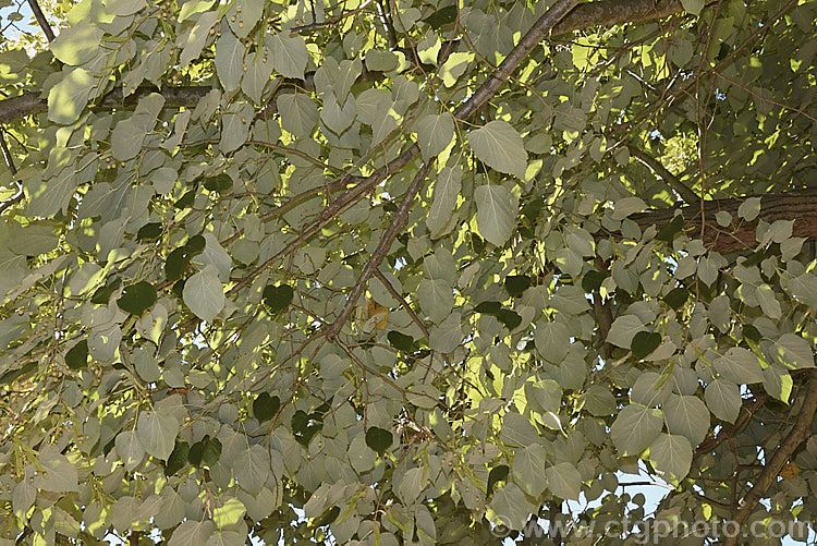The undersides of the mature foliage of the Silver Lime (<i>Tilia tomentosa</i>), showing the silvery-grey indumentum that gives this 35m tall southeast European deciduous tree its common name. Order: Malvales, Family: Malvaceae