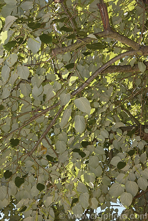 The undersides of the mature foliage of the Silver Lime (<i>Tilia tomentosa</i>), showing the silvery-grey indumentum that gives this 35m tall southeast European deciduous tree its common name. Order: Malvales, Family: Malvaceae
