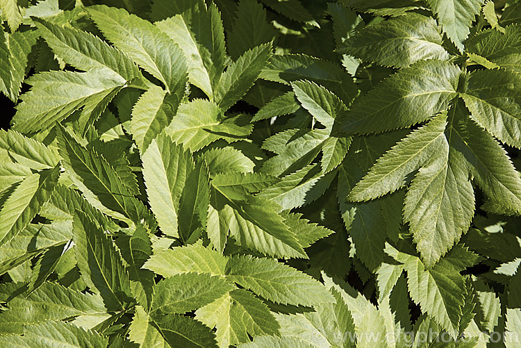 The mature foliage of Alexanders, Black Lovage or Horse Parsley (<i>Smyrnium olusatrum</i>), an umbelliferous perennial native to western and southern Europe. It grows to 15m high. A herb, it has a strong celery flavour.