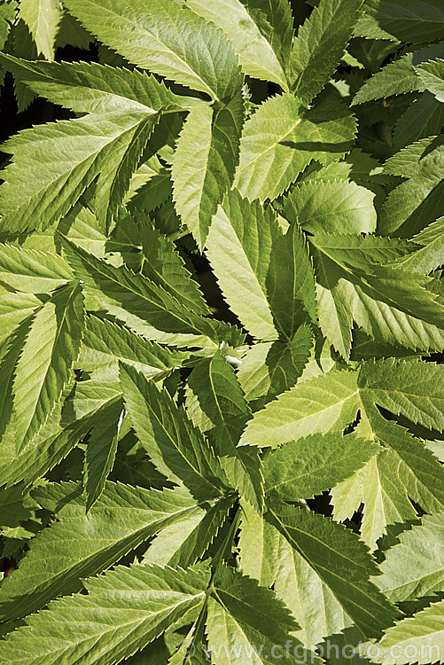 The mature foliage of Alexanders, Black Lovage or Horse Parsley (<i>Smyrnium olusatrum</i>), an umbelliferous perennial native to western and southern Europe. It grows to 15m high. A herb, it has a strong celery flavour.