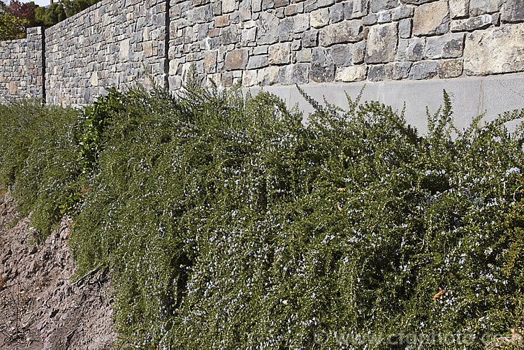 Prostrate Rosemary or Trailing Rosemary (<i>Salvia rosmarinus</i> var. <i>prostrata</i> [syn. <i>Rosmarinus officinalis</i> var. <i>prostrata</i>]), a low, spreading form of a Mediterranean shrub, the flowers and foliage of which are used for fragrance and herbal purposes. Order: Lamiales, Family: Lamiaceae