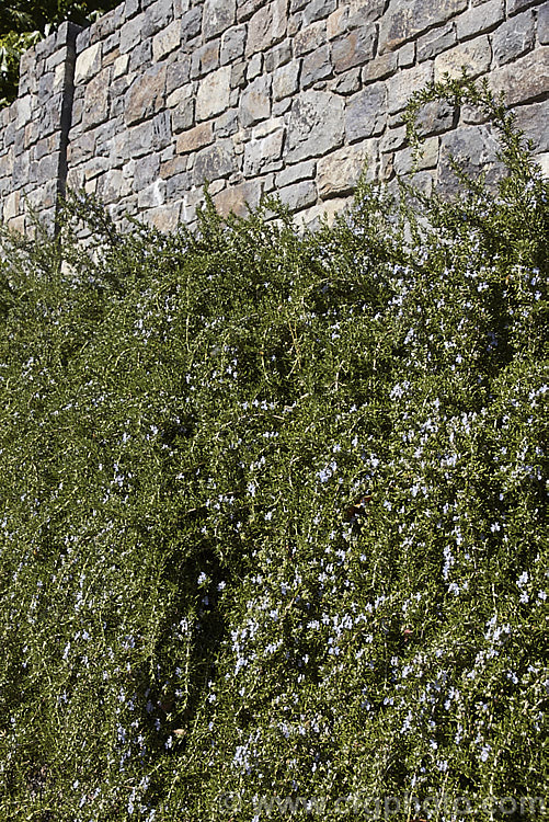 Prostrate Rosemary or Trailing Rosemary (<i>Salvia rosmarinus</i> var. <i>prostrata</i> [syn. <i>Rosmarinus officinalis</i> var. <i>prostrata</i>]), a low, spreading form of a Mediterranean shrub, the flowers and foliage of which are used for fragrance and herbal purposes. Order: Lamiales, Family: Lamiaceae