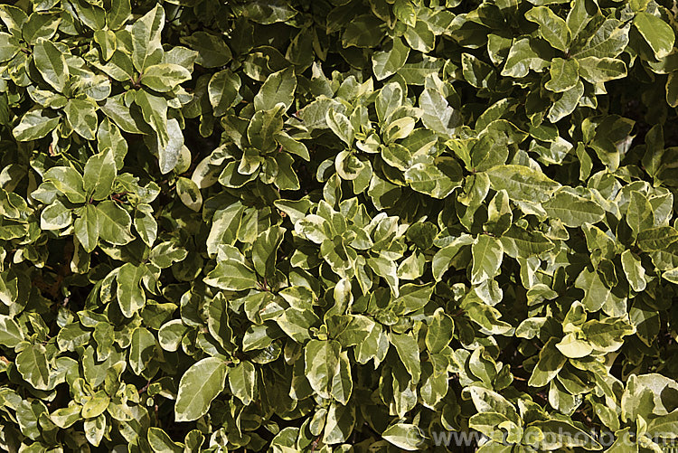 The mature leaves of Viburnum tinus 'Variegatum', a creamy yellow and green variegated foliage cultivar of the Laurustinus, an evergreen winter-spring-flowering shrub native to southern Europe and North Africa. The leaves of 'Variegatum' are usually smaller than those of the species and sometimes slightly misshapen. The flowers are very pale pink rather than white. viburnum-2081htm'>Viburnum.. viburnum-2081htm'>Viburnum. <a href='adoxaceae-plant-family-photoshtml'>Adoxaceae</a>.