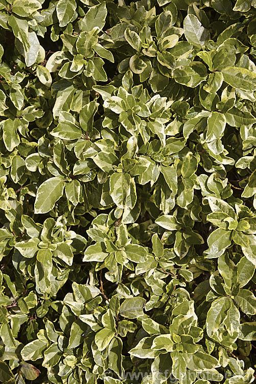 The mature leaves of Viburnum tinus 'Variegatum', a creamy yellow and green variegated foliage cultivar of the Laurustinus, an evergreen winter-spring-flowering shrub native to southern Europe and North Africa. The leaves of 'Variegatum' are usually smaller than those of the species and sometimes slightly misshapen. The flowers are very pale pink rather than white. viburnum-2081htm'>Viburnum.. viburnum-2081htm'>Viburnum. <a href='adoxaceae-plant-family-photoshtml'>Adoxaceae</a>.