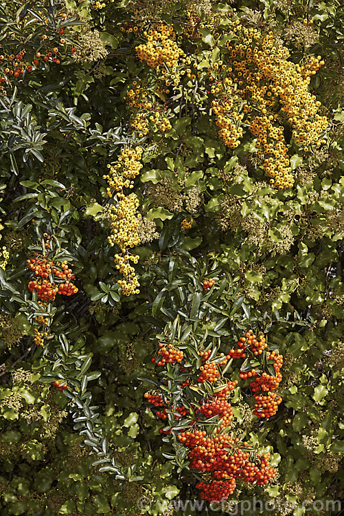 Two. Firethorn (<i>Pyracantha</i>) cultivars: the yellow-fruited 'Shawnee' and the orange-berried 'Mohave'. Both fruit well in autumn, but the berries of 'Mohave' are more weather-resistant and usually last well into winter. The light green foliage in this image is that of Olearia paniculata