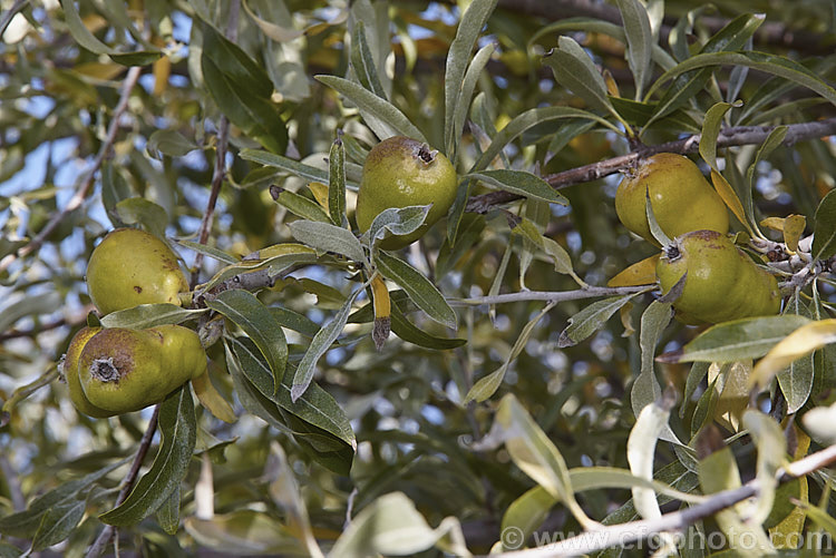 The fruit and mature foliage of the Weeping Silver Pear (<i>Pyrus salicifolia 'Pendula'), a small deciduous tree from south-eastern Europe through the Caucasus to western Asia. The cultivar 'Pendula' appears identical to the species. While cultivated for its foliage and form, the fruit can be abundant and while small and not really practical to eat raw, they can be made into jams and jellies. Order: Rosales, Family: Rosaceae
