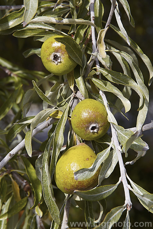 The fruit and mature foliage of the Weeping Silver Pear (<i>Pyrus salicifolia 'Pendula'), a small deciduous tree from south-eastern Europe through the Caucasus to western Asia. The cultivar 'Pendula' appears identical to the species. While cultivated for its foliage and form, the fruit can be abundant and while small and not really practical to eat raw, they can be made into jams and jellies. Order: Rosales, Family: Rosaceae