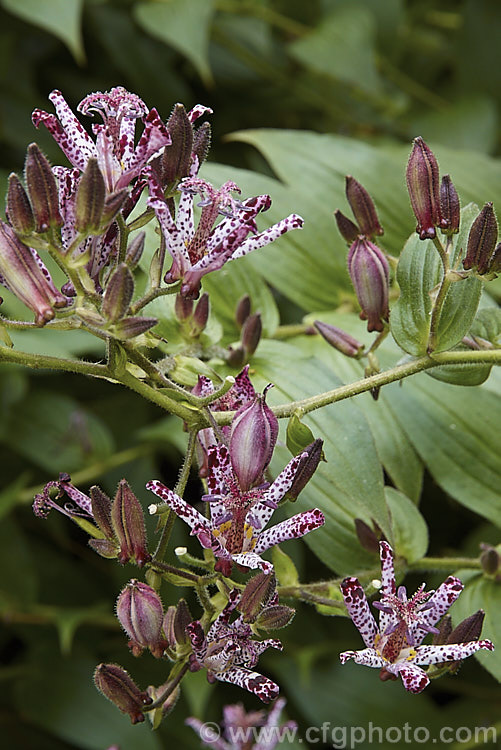 Tricyrtis formosana, a Toad. Lily native to Taiwan. Toad lilies are sprawling autumn-flowering perennials native to temperate. East Asia. Tricyrtis formosana can reach 12m high and up to 2m wide and its somewhat downy foliage remains deep green further into autumn than that of most species. tricyrtis-2303htm'>Tricyrtis. <a href='liliaceae-plant-family-photoshtml'>Liliaceae</a>.