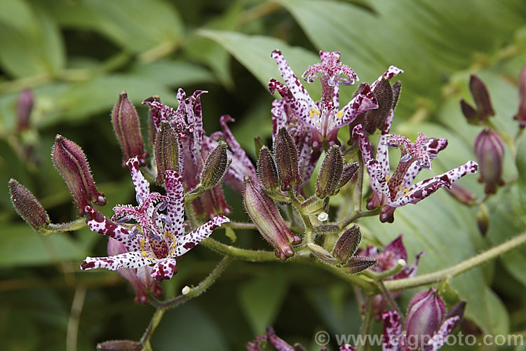 Tricyrtis formosana, a Toad. Lily native to Taiwan. Toad lilies are sprawling autumn-flowering perennials native to temperate. East Asia. Tricyrtis formosana can reach 12m high and up to 2m wide and its somewhat downy foliage remains deep green further into autumn than that of most species. tricyrtis-2303htm'>Tricyrtis. <a href='liliaceae-plant-family-photoshtml'>Liliaceae</a>.