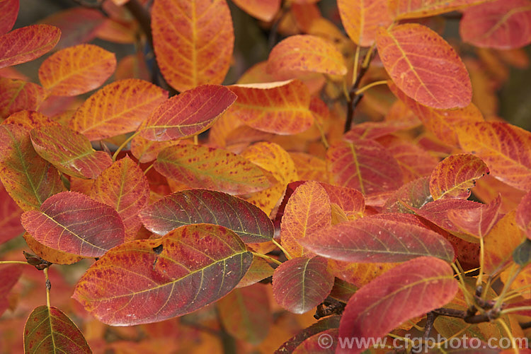 The autumn foliage of Amelanchier spicata, a spring-flowering deciduous shrub native to northeastern North America. It grows to around 2m tall and the white flowers are followed by small purple-black fruit. The autumn foliage colour can be brilliant. Order: Rosales, Family: Rosaceae