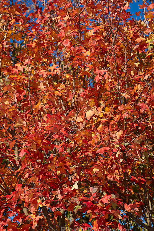 Autumn foliage of the Montpellier Maple (<i>Acer monspessulanum</i>), a 12m tall deciduous tree found from southeast Europe to western Asia, with small 3-lobed leaves. It is allied to the Field Maple (<i>Acer campestre</i>) but quite easily distinguished by its shallower, rounded leaf lobes. The autumn foliage often tends to be just a dull yellow, but it good years the tree can develop brilliant gold, orange and red tones. The small red samara (sycamores</i>) are attractive. The common name may also be spelt with one l: Montpelier Maple. Order Sapindales, Family: Sapindaceae