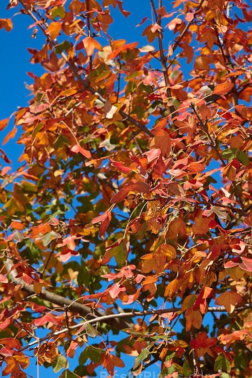 Autumn foliage of the Montpellier Maple (<i>Acer monspessulanum</i>), a 12m tall deciduous tree found from southeast Europe to western Asia, with small 3-lobed leaves. It is allied to the Field Maple (<i>Acer campestre</i>) but quite easily distinguished by its shallower, rounded leaf lobes. The autumn foliage often tends to be just a dull yellow, but it good years the tree can develop brilliant gold, orange and red tones. The small red samara (sycamores</i>) are attractive. The common name may also be spelt with one l: Montpelier Maple. Order Sapindales, Family: Sapindaceae