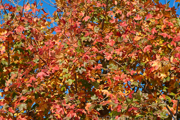 Autumn foliage of the Montpellier Maple (<i>Acer monspessulanum</i>), a 12m tall deciduous tree found from southeast Europe to western Asia, with small 3-lobed leaves. It is allied to the Field Maple (<i>Acer campestre</i>) but quite easily distinguished by its shallower, rounded leaf lobes. The autumn foliage often tends to be just a dull yellow, but it good years the tree can develop brilliant gold, orange and red tones. The small red samara (sycamores</i>) are attractive. The common name may also be spelt with one l: Montpelier Maple. Order Sapindales, Family: Sapindaceae
