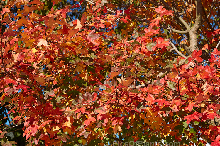 Autumn foliage of the Montpellier Maple (<i>Acer monspessulanum</i>), a 12m tall deciduous tree found from southeast Europe to western Asia, with small 3-lobed leaves. It is allied to the Field Maple (<i>Acer campestre</i>) but quite easily distinguished by its shallower, rounded leaf lobes. The autumn foliage often tends to be just a dull yellow, but it good years the tree can develop brilliant gold, orange and red tones. The small red samara (sycamores</i>) are attractive. The common name may also be spelt with one l: Montpelier Maple. Order Sapindales, Family: Sapindaceae
