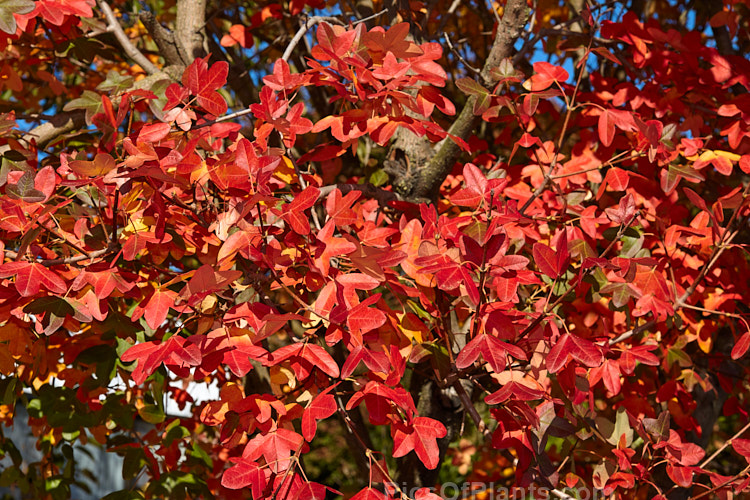 Autumn foliage of the Montpellier Maple (<i>Acer monspessulanum</i>), a 12m tall deciduous tree found from southeast Europe to western Asia, with small 3-lobed leaves. It is allied to the Field Maple (<i>Acer campestre</i>) but quite easily distinguished by its shallower, rounded leaf lobes. The autumn foliage often tends to be just a dull yellow, but it good years the tree can develop brilliant gold, orange and red tones. The small red samara (sycamores</i>) are attractive. The common name may also be spelt with one l: Montpelier Maple. Order Sapindales, Family: Sapindaceae