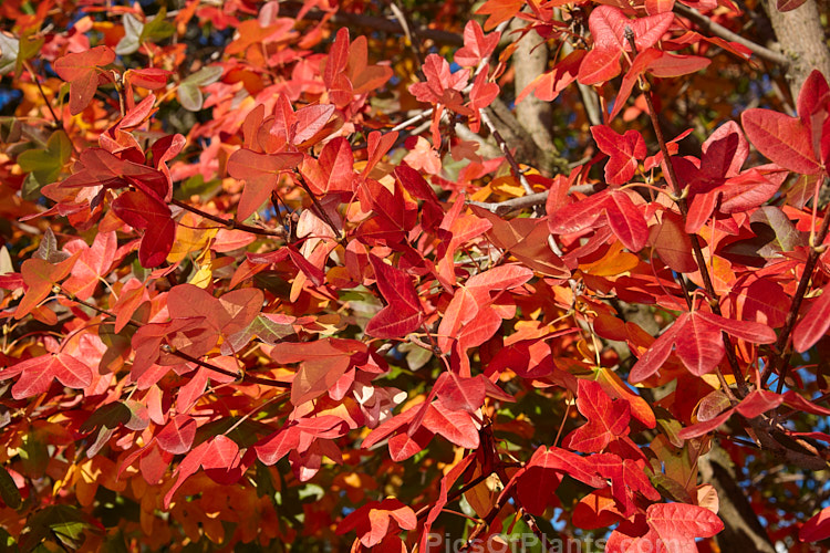 Autumn foliage of the Montpellier Maple (<i>Acer monspessulanum</i>), a 12m tall deciduous tree found from southeast Europe to western Asia, with small 3-lobed leaves. It is allied to the Field Maple (<i>Acer campestre</i>) but quite easily distinguished by its shallower, rounded leaf lobes. The autumn foliage often tends to be just a dull yellow, but it good years the tree can develop brilliant gold, orange and red tones. The small red samara (sycamores</i>) are attractive. The common name may also be spelt with one l: Montpelier Maple. Order Sapindales, Family: Sapindaceae