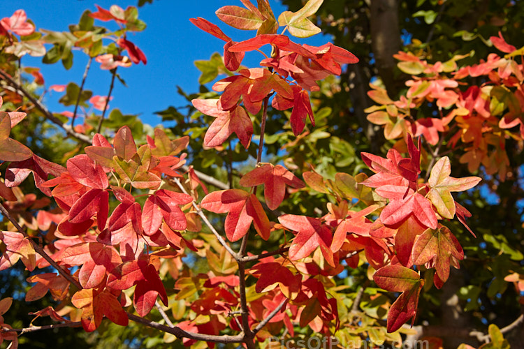 Autumn foliage of the Montpellier Maple (<i>Acer monspessulanum</i>), a 12m tall deciduous tree found from southeast Europe to western Asia, with small 3-lobed leaves. It is allied to the Field Maple (<i>Acer campestre</i>) but quite easily distinguished by its shallower, rounded leaf lobes. The autumn foliage often tends to be just a dull yellow, but it good years the tree can develop brilliant gold, orange and red tones. The small red samara (sycamores</i>) are attractive. The common name may also be spelt with one l: Montpelier Maple. Order Sapindales, Family: Sapindaceae