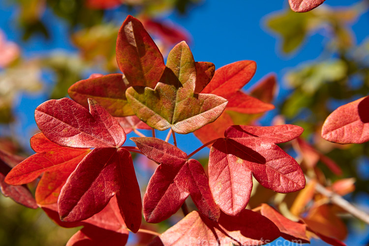 Autumn foliage of the Montpellier Maple (<i>Acer monspessulanum</i>), a 12m tall deciduous tree found from southeast Europe to western Asia, with small 3-lobed leaves. It is allied to the Field Maple (<i>Acer campestre</i>) but quite easily distinguished by its shallower, rounded leaf lobes. The autumn foliage often tends to be just a dull yellow, but it good years the tree can develop brilliant gold, orange and red tones. The small red samara (sycamores</i>) are attractive. The common name may also be spelt with one l: Montpelier Maple. Order Sapindales, Family: Sapindaceae