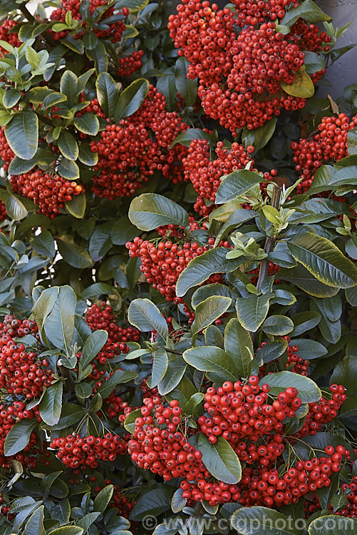Pyracantha crenatoserrata, a fairly early-fruiting firethorn native to central and western China. It is an evergreen shrub up to 35m tall and is most readily distinguished from other firethorns by its somewhat larger leaves, which tend to be quite broad, rounded at the tip and conspicuously though shallowly toothed. The white open early in spring and the fruit is often showy colour by early summer