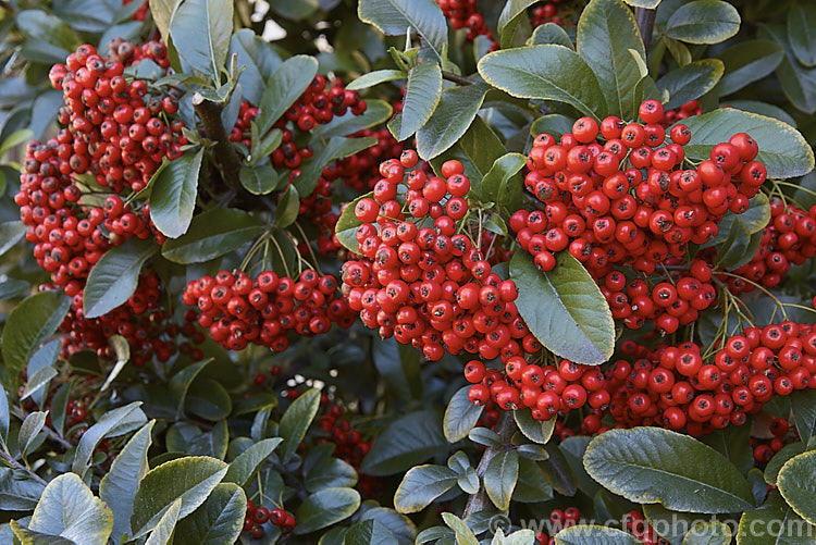 Pyracantha crenatoserrata, a fairly early-fruiting firethorn native to central and western China. It is an evergreen shrub up to 35m tall and is most readily distinguished from other firethorns by its somewhat larger leaves, which tend to be quite broad, rounded at the tip and conspicuously though shallowly toothed. The white open early in spring and the fruit is often showy colour by early summer
