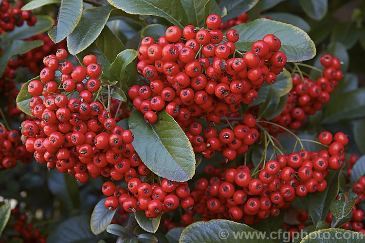 Pyracantha crenatoserrata, a fairly early-fruiting firethorn native to central and western China. It is an evergreen shrub up to 35m tall and is most readily distinguished from other firethorns by its somewhat larger leaves, which tend to be quite broad, rounded at the tip and conspicuously though shallowly toothed. The white open early in spring and the fruit is often showy colour by early summer