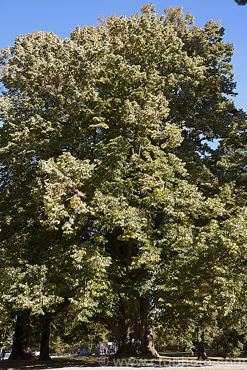 Silver Lime (<i>Tilia tomentosa</i>) in autumn. This southeast European deciduous tree grows to around 35m tall. The undersides of its leaves bear a silvery-grey indumentum. Its small, summer-borne flowers are not especially showy but are nectar-rich and very attractive to bees. Order: Malvales, Family: Malvaceae