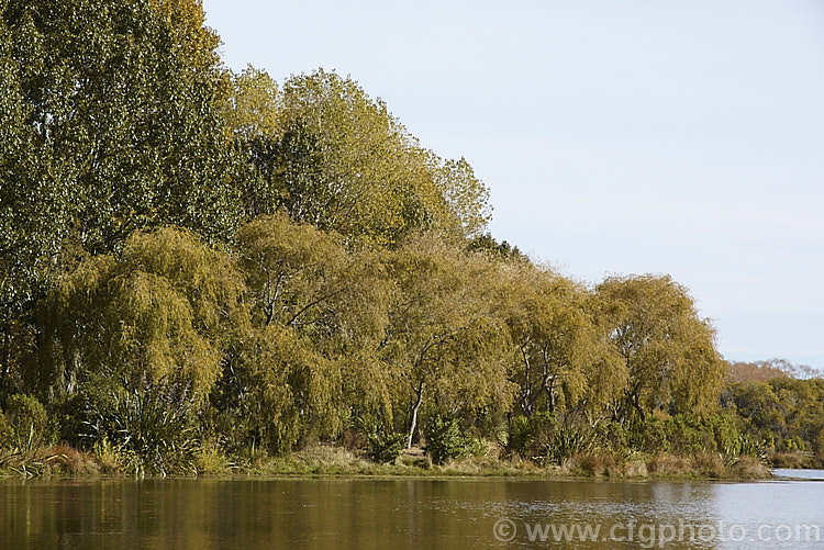 A lakeside stand of Weeping Willows (<i>Salix babylonica</i>) in autumn. This deciduous tree occurs naturally over much of the temperate. Middle. East and Asia and is widely planted throughout the temperate zones. It often grows near watercourses, reaches as much as 20m tall and has strongly pendulous branches. These trees behind the willows are. Yunnan Poplars (<i>Populus yunnanensis</i>). Order: Malpighiales, Family: Salicaceae