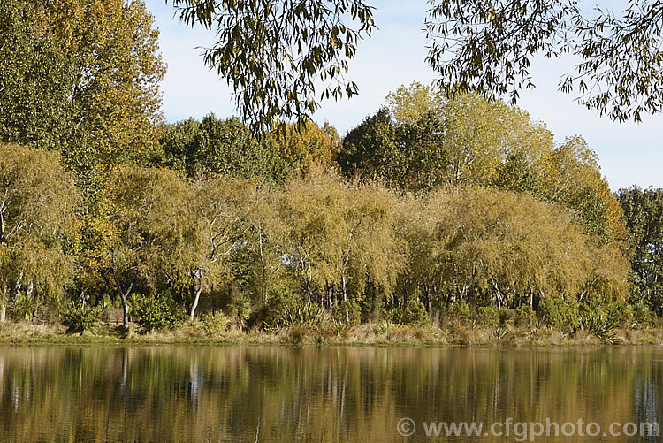 A lakeside stand of Weeping Willows (<i>Salix babylonica</i>) in autumn. This deciduous tree occurs naturally over much of the temperate. Middle. East and Asia and is widely planted throughout the temperate zones. It often grows near watercourses, reaches as much as 20m tall and has strongly pendulous branches. These trees behind the willows are. Yunnan Poplars (<i>Populus yunnanensis</i>). Order: Malpighiales, Family: Salicaceae