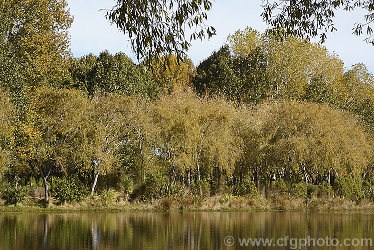 A lakeside stand of Weeping Willows (<i>Salix babylonica</i>) in autumn. This deciduous tree occurs naturally over much of the temperate. Middle. East and Asia and is widely planted throughout the temperate zones. It often grows near watercourses, reaches as much as 20m tall and has strongly pendulous branches. These trees behind the willows are. Yunnan Poplars (<i>Populus yunnanensis</i>). Order: Malpighiales, Family: Salicaceae