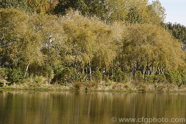 A lakeside stand of Weeping Willows (<i>Salix babylonica</i>) in autumn. This deciduous tree occurs naturally over much of the temperate. Middle. East and Asia and is widely planted throughout the temperate zones. It often grows near watercourses, reaches as much as 20m tall and has strongly pendulous branches. These trees behind the willows are. Yunnan Poplars (<i>Populus yunnanensis</i>). Order: Malpighiales, Family: Salicaceae