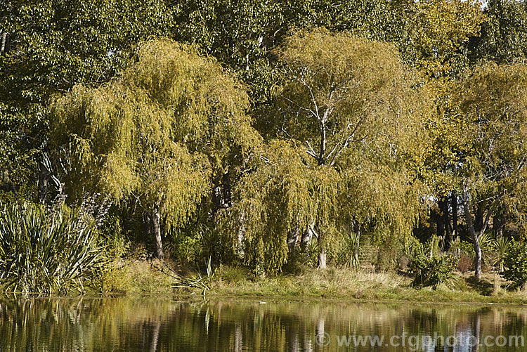 A lakeside stand of Weeping Willows (<i>Salix babylonica</i>) in autumn. This deciduous tree occurs naturally over much of the temperate. Middle. East and Asia and is widely planted throughout the temperate zones. It often grows near watercourses, reaches as much as 20m tall and has strongly pendulous branches. These trees behind the willows are. Yunnan Poplars (<i>Populus yunnanensis</i>). Order: Malpighiales, Family: Salicaceae