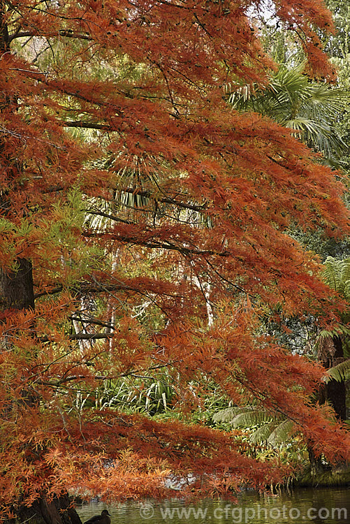 The autumn foliage and near-mature cones of Swamp Cypress (<i>Taxodium distichum</i>), one of the few deciduous conifers. Capable of growing in shallow water, this species is native to the southeast United States. taxodium-2129htm'>Taxodium. Order: Pinales, Family: Cupressaceae