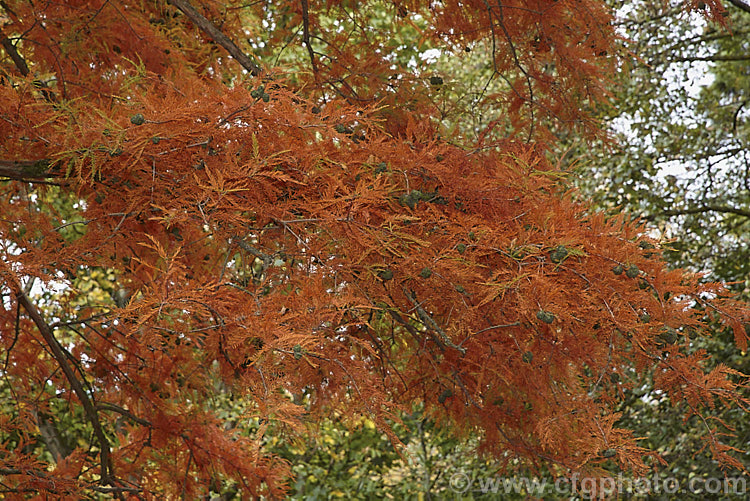 The autumn foliage and near-mature cones of Swamp Cypress (<i>Taxodium distichum</i>), one of the few deciduous conifers. Capable of growing in shallow water, this species is native to the southeast United States. taxodium-2129htm'>Taxodium. Order: Pinales, Family: Cupressaceae