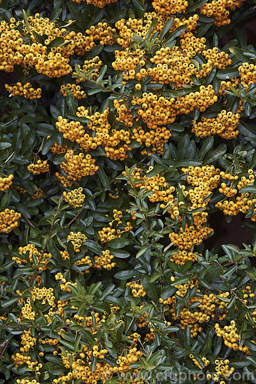 Pyracantha 'Shawnee', a Pyracantha crenatoserrata x Pyracantha koidzumii hybrid with a dense, spreading growth habit up to 35m high and wide. Its autumn- winter-borne berries are a soft yellow-orange shade and are abundant in good years