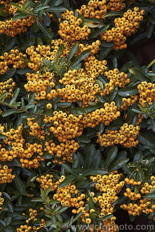 Pyracantha 'Shawnee', a Pyracantha crenatoserrata x Pyracantha koidzumii hybrid with a dense, spreading growth habit up to 35m high and wide. Its autumn- winter-borne berries are a soft yellow-orange shade and are abundant in good years